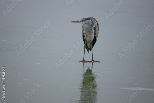 Winter survival: Grey heron standing still on ice in its natural habitat.