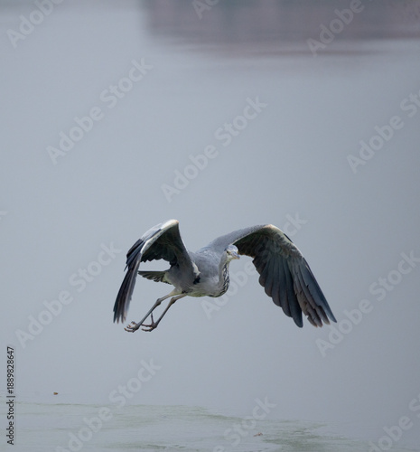 Grey heron landing on icy pond surface, winter wildlife photography.
