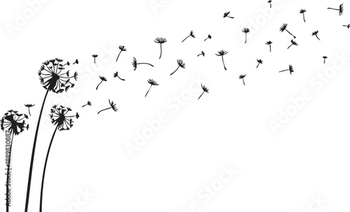Dandelion vector art: black and white dandelion seeds blowing in the wind eps silhouette