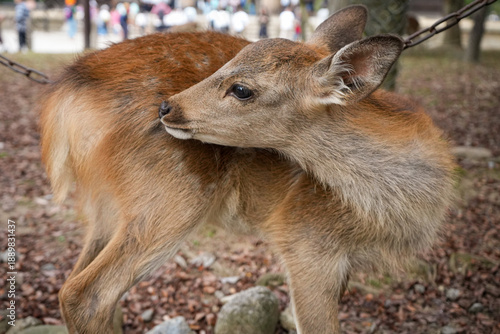 Nara Deer Fawn - Nara Park, Japan