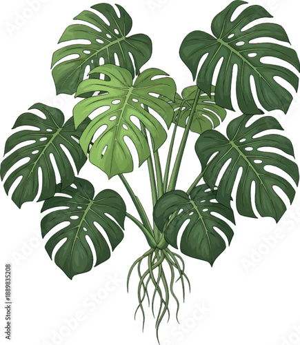 Monstera Deliciosa Tropical Leaves White Background.