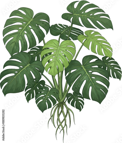 Monstera deliciosa leaves tropical plant green foliage.