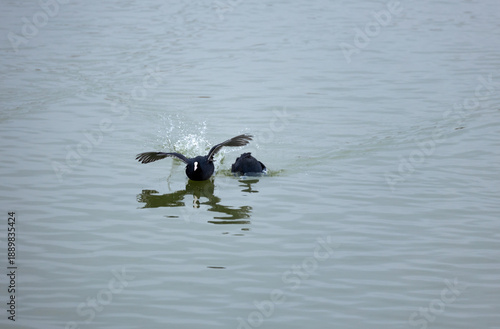 Eurasian coot (Fulica atra) playing and splashing water on a lake surface.