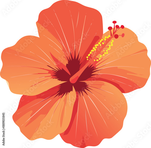 Red and orange colour flower isolated on a white background