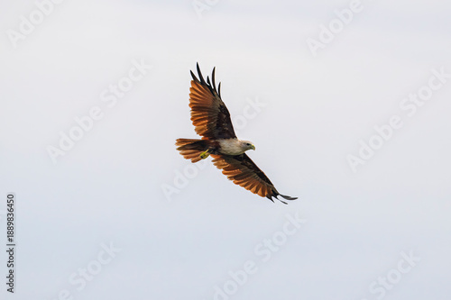 Brahminy kite bird with a white head and red and white feathers is perched on a wire. The bird is looking to the left