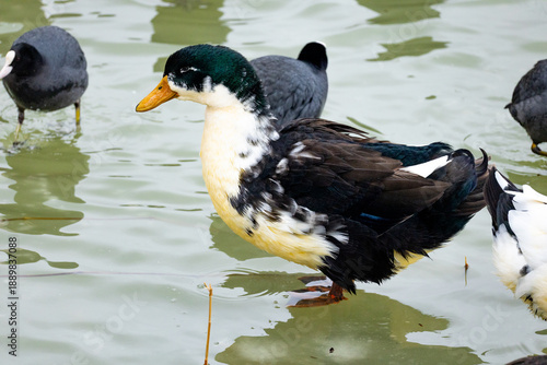 Male mallard duck (Anas platyrhynchos) swimming peacefully on a calm lake.