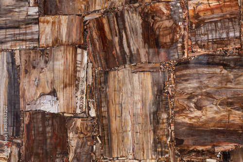 Foto Petrified wood texture slab closeup