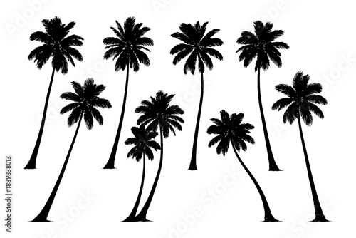 Silhouette of palm trees on white background.