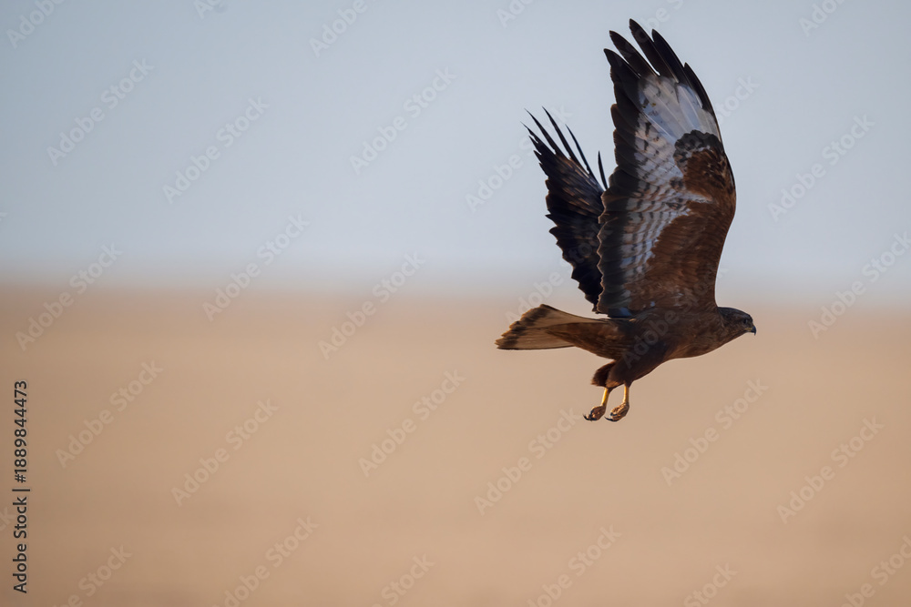 Fototapeta premium Common Buzzard bird is flying in the sky with its wings spread out. The sky is clear and the bird is in the middle of the sky