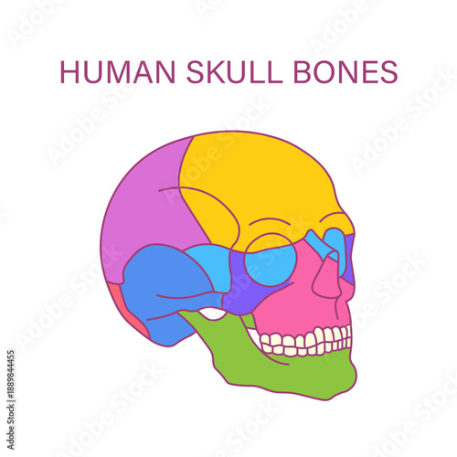 Human skull bones color coded anatomy illustration of cranial and facial bones lateral view medical diagram
