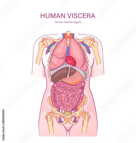 Human viscera internal organs anatomy illustration without labels lungs heart liver stomach intestines medical diagram. Vector torso anatomy view.

