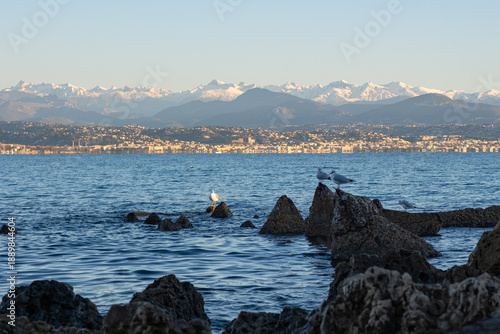 Seagulls perched on coastal rocks in the French Riviera with a panoramic view of the city of Nice and snow-capped mountains.