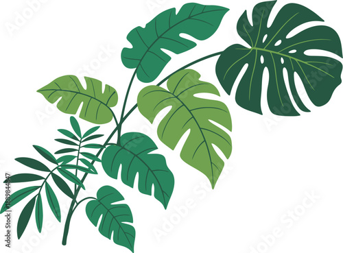 Monstera Deliciosa and Fern Leaves Branching Out Vector Illustration