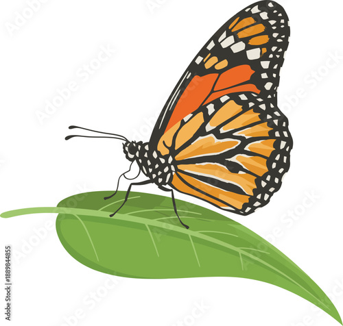 Monarch Butterfly Resting on Green Leaf Vector Illustration