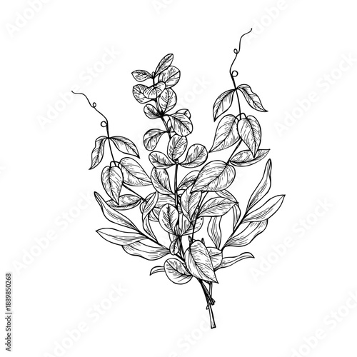 Barberry branch and vine shoots with tendrils bouquet vector black and white isolated illustration. Wintergreen plant etching drawing. Floral graphic sketch for greeting card, lifestyle decor