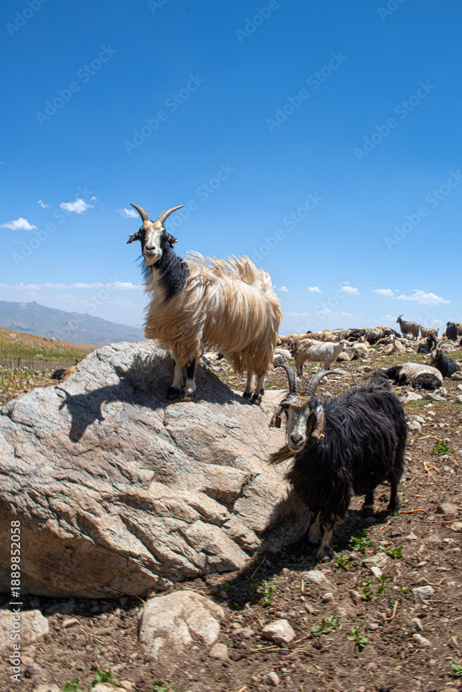 Obraz premium Small livestock farming in the highlands of Türkiye. Livestock farming in the highlands. Livestock farming in Berçelan Plateau. Herd of animals grazing in the pasture in spring. Yüksekova, Hakkari, Tü