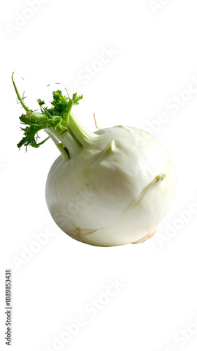 Fresh organic fennel bulb with green fronds
