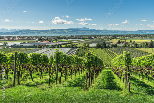 Tableau sur toile Vineyards and fruit plantations on Lake Constance with view of the Alpstein moun