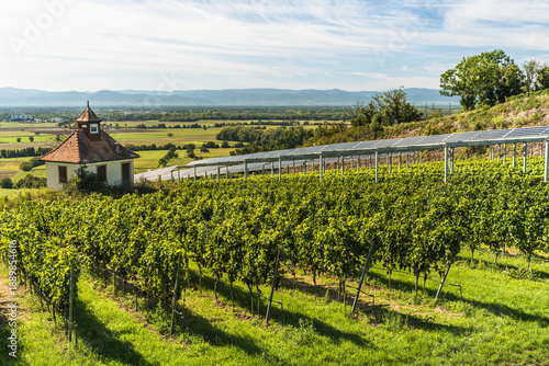 Chapel in vineyards with agrivoltaics solar panels, Ihringen, Kaiserstuhl, Baden-Wuerttemberg, Germany