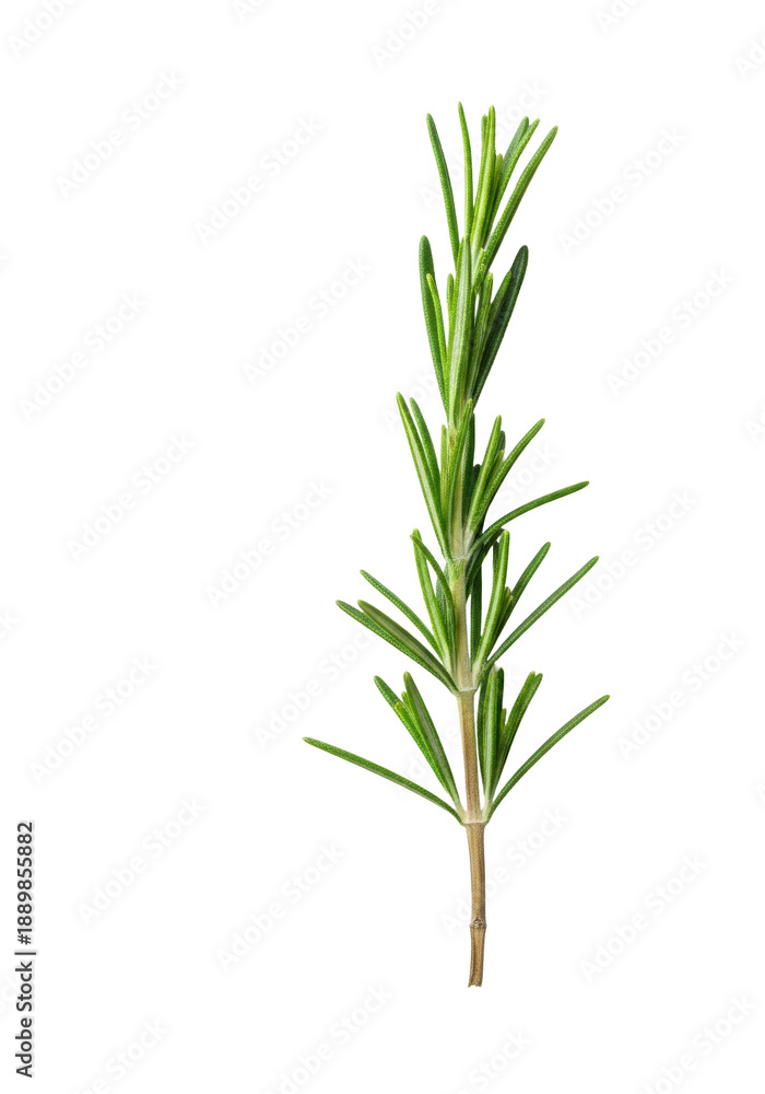 Fototapeta premium detailed close-up of a vibrant deep green rosemary sprig and woody stem, isolated against a transparent background, concept of herbal essence and purity