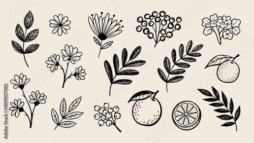 A collection of delicate hand-drawn botanical illustrations featuring flowers, leaves, and fruit slices, perfect for decorative and design projects