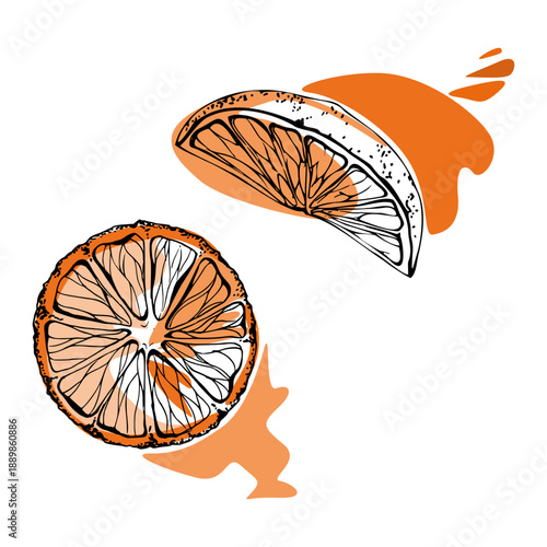 Orange slices with juice splashes, textured ink pulp and bright citrus zest. Fresh fruit vector clipart hand drawn for beverage labels, cafe branding, summer recipes, organic skincare product visuals.