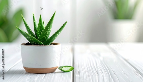 Aloe Vera Plant in White Pot on Wooden Table.