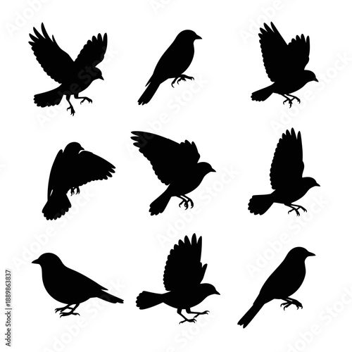 Bird Silhouettes Collection: Flying and Perching Poses