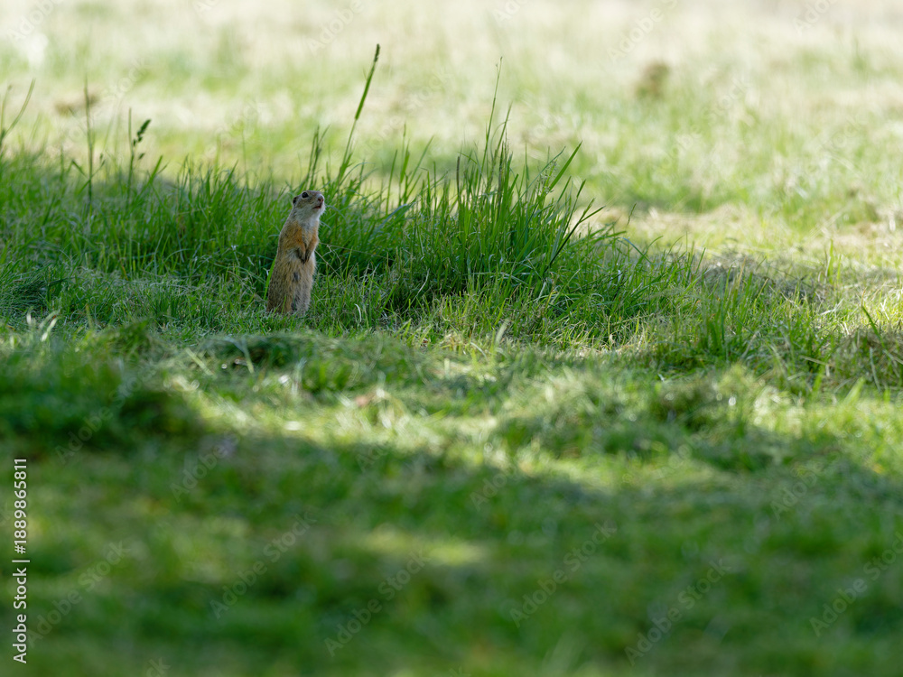 Fototapeta premium Ziesel, Europäischer Ziesel, Spermophilus citellus,&nbsp;Citellus citellus, Schlichtziesel