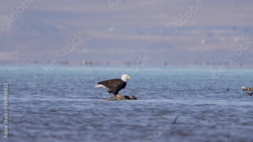 Bald Eagle on a rock eating a fish at Utah Lake in slow motion.