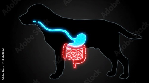 Dog digestive system anatomy illustration glowing blue and red.