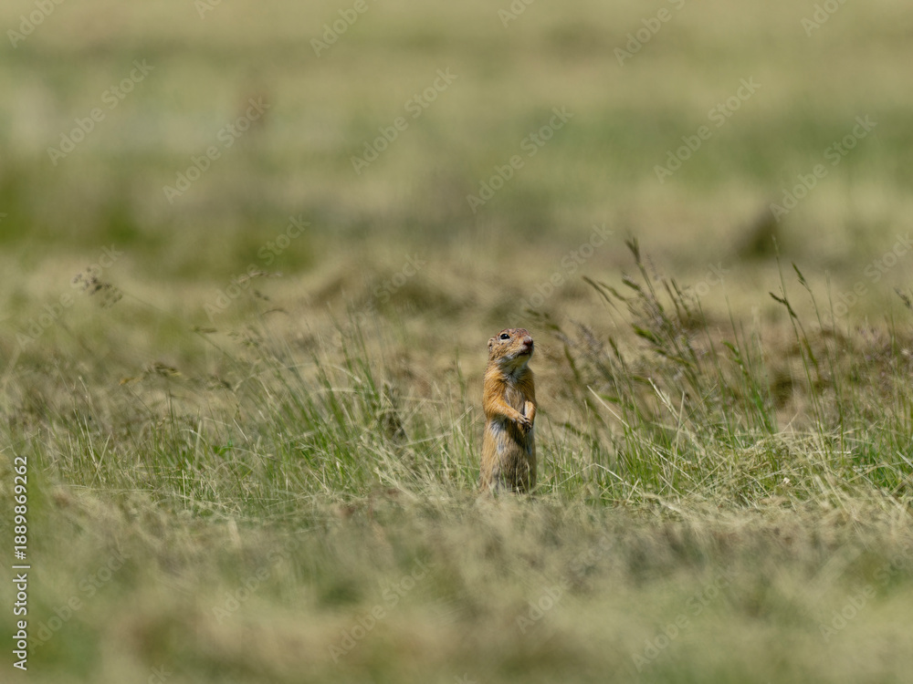 Naklejka premium Ziesel, Europäischer Ziesel, Spermophilus citellus,&nbsp;Citellus citellus, Schlichtziesel