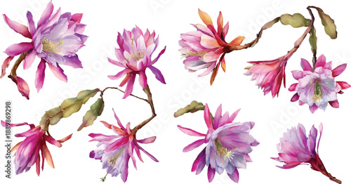 pink flowers on white background