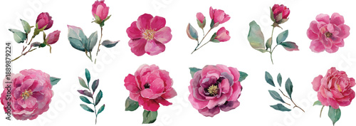 pink flower isolated on white