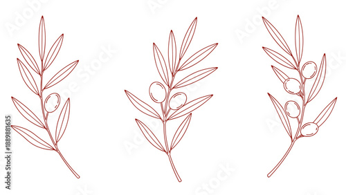 Elegant red line art of olive branches with leaves and fruits