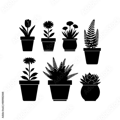 Collection of Potted Plants