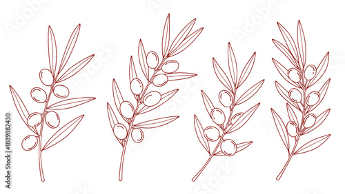 Hand drawn olive branches set for natural and organic design projects