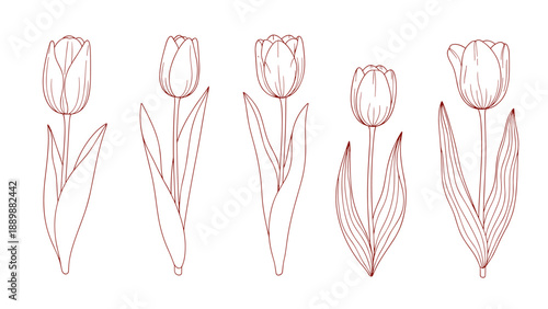 Elegant linear red tulip set on white background for modern floral design