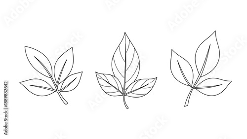 Simple botanical line art of three leaves with minimalist style