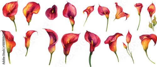 red hot chili peppers