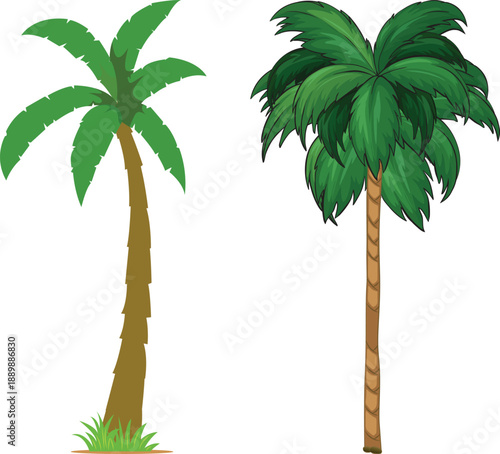 Vector illustration of a tropical green coconut palm tree with exotic leaves and a natural trunk isolated on a white background for summer travel and beach nature themes
