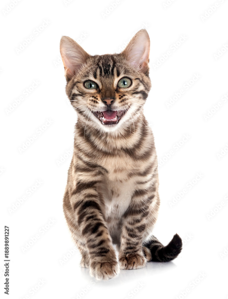 Obraz premium bengal kitten in studio