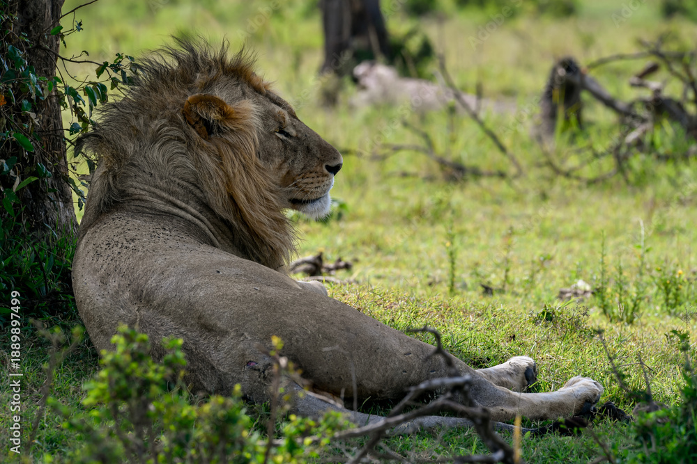 Εκτύπωση καμβά lion in the wild