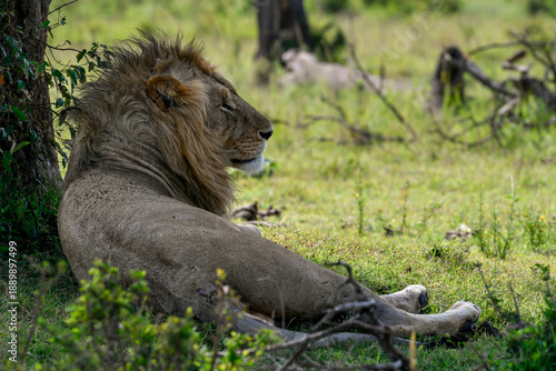 Photography lion in the wild