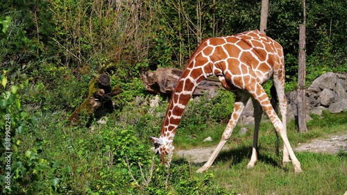 Giraffe, Giraffa camelopardalis is an African even-toed ungulate mammal, the tallest living terrestrial animal and the largest ruminant.