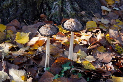 Fungo commestibile selvatico Coprinus Comatus