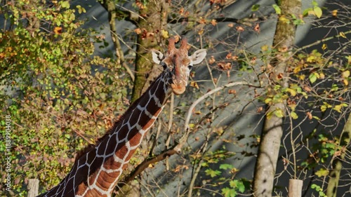 Giraffe, Giraffa camelopardalis is an African even-toed ungulate mammal, the tallest living terrestrial animal and the largest ruminant.