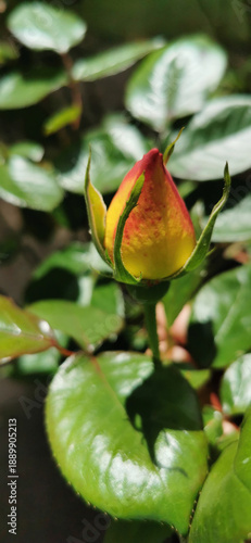 A vibrant red and orange rose blooming amid green foliage in a sunny garden setting