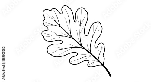 A detailed illustration of an oak leaf with intricate lines and shapes from a front viewpoint