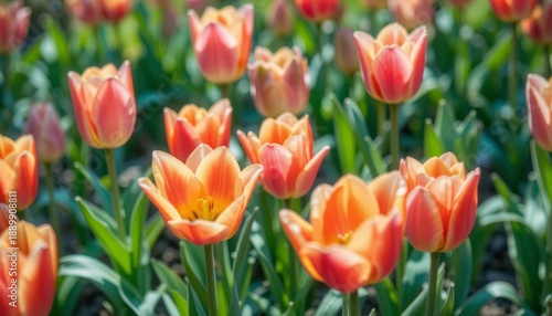 Vibrant orange tulips in a lush green garden on a sunny day with flowers